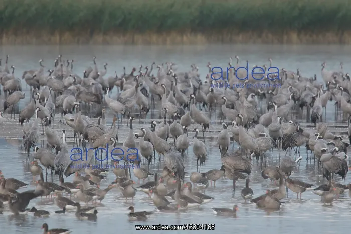 : Common Crane - flock spending the night in shallow : Common Crane - flock spending the night in shallow