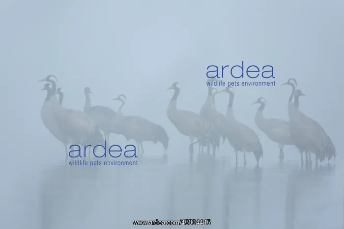 : Common Crane - flock spending the night in shallow : Common Crane - flock spending the night in shallow