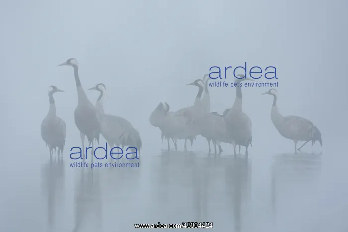 : Common Crane - flock spending the night in shallow : Common Crane - flock spending the night in shallow