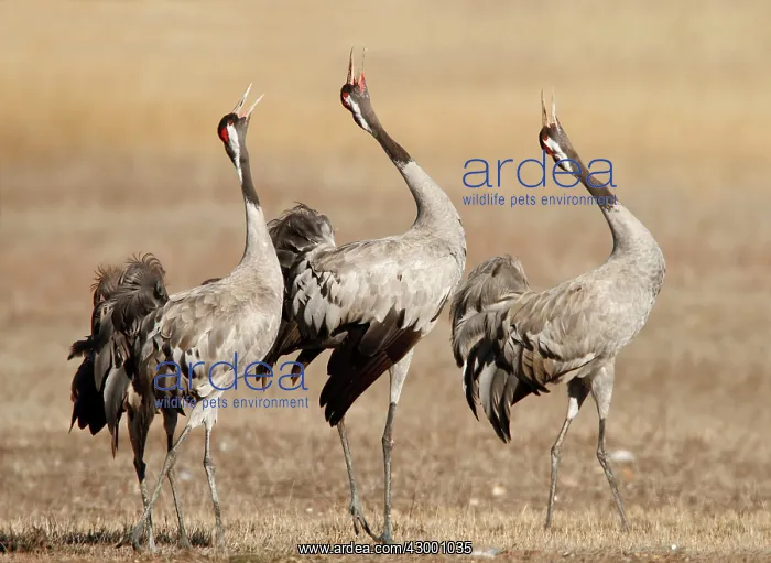 : Common Crane group of adults calling : Common Crane group of adults calling