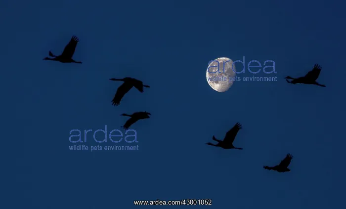 : Common Crane group in flight at sunrise with moon : Common Crane group in flight at sunrise with moon