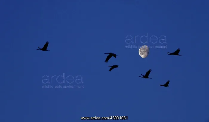 : Common Crane group in flight at sunrise with moon : Common Crane group in flight at sunrise with moon