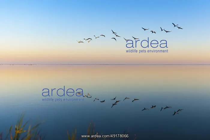 : Common Crane (Grus grus) flying : Common Crane (Grus grus) flying