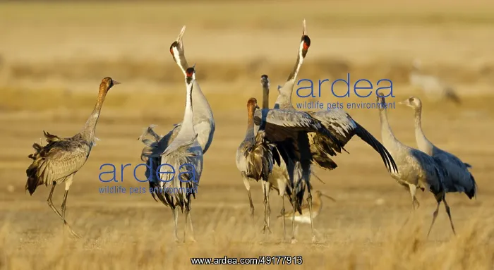 : Common Crane (Grus grus), Gallocanta Lake, Spain : Common Crane (Grus grus), Gallocanta Lake, Spain