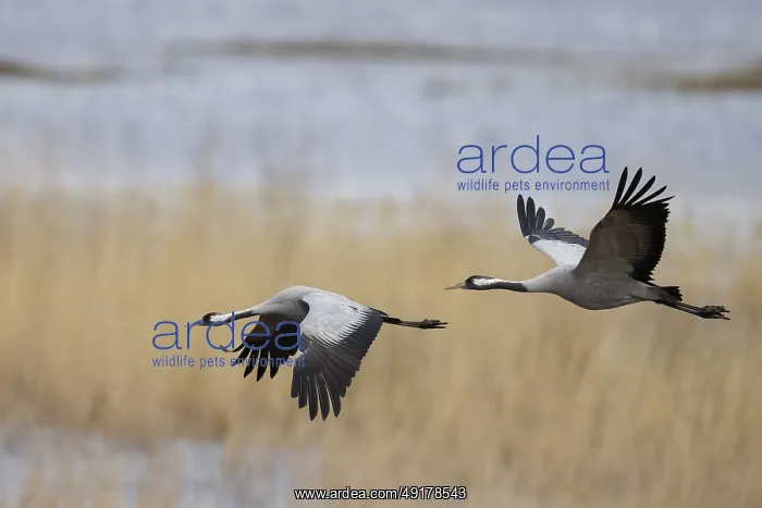 : Common crane (Grus grus), Hornborga, Sweden : Common crane (Grus grus), Hornborga, Sweden