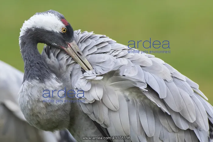 : Common Crane (Grus grus) preening : Common Crane (Grus grus) preening
