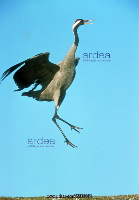 : Common CRANE - leaping in courtship display : Common CRANE - leaping in courtship display