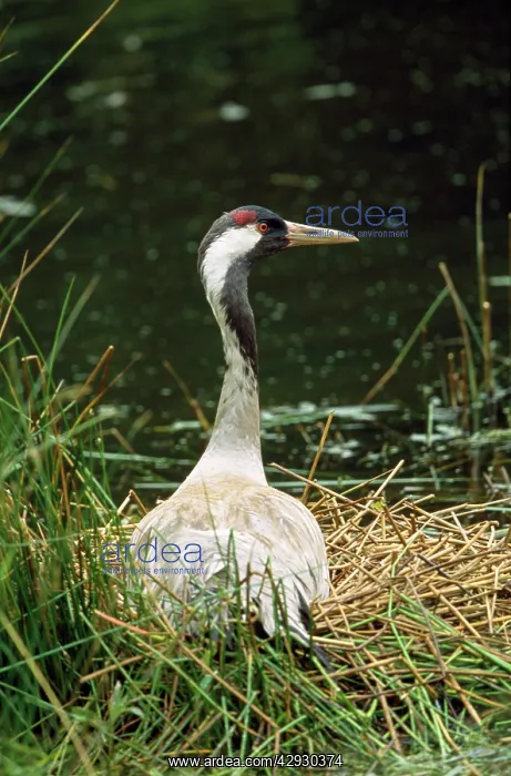 : Common Crane - on nest : Common Crane - on nest