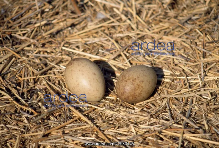  : Common Crane - nest with eggs
