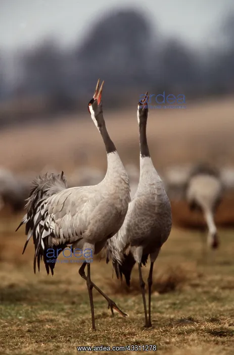: Common CRANE - pair displaying : Common CRANE - pair displaying