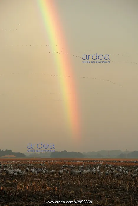 : Common Crane - with rainbow in background : Common Crane - with rainbow in background
