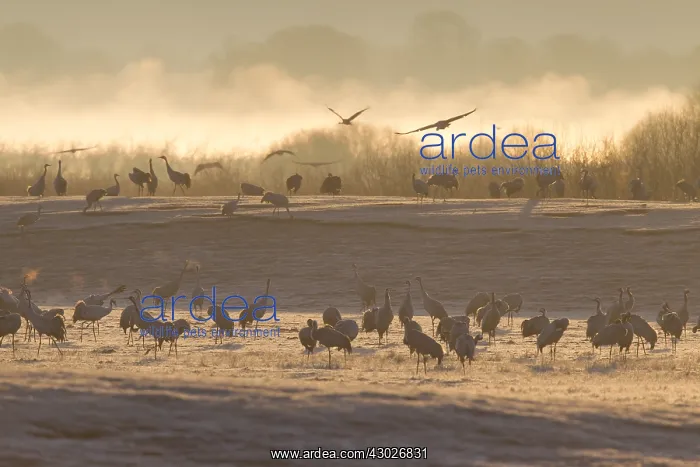 : Common Crane - resting cranes at lake Hornborga : Common Crane - resting cranes at lake Hornborga