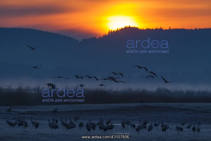 : Common Crane - resting cranes at lake Hornborga : Common Crane - resting cranes at lake Hornborga
