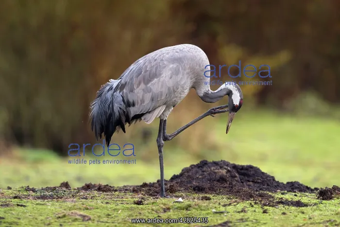 : Common Crane - scratching : Common Crane - scratching