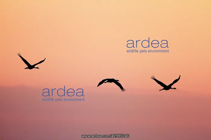 : Common Crane - silhouette of three birds in flight : Common Crane - silhouette of three birds in flight
