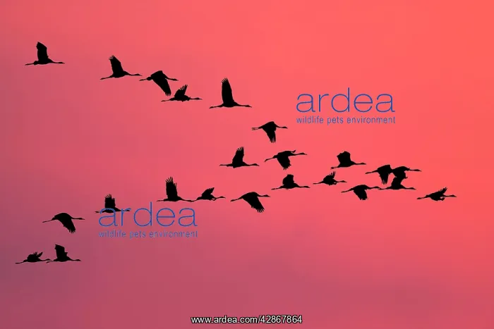 : Common Crane - Silhouette of flying birds commuting : Common Crane - Silhouette of flying birds commuting