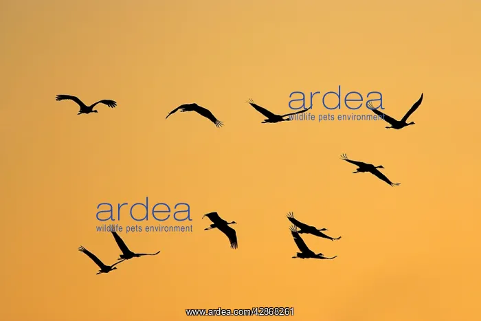 : Common Crane - Silhouette of ten flying birds commuting : Common Crane - Silhouette of ten flying birds commuting