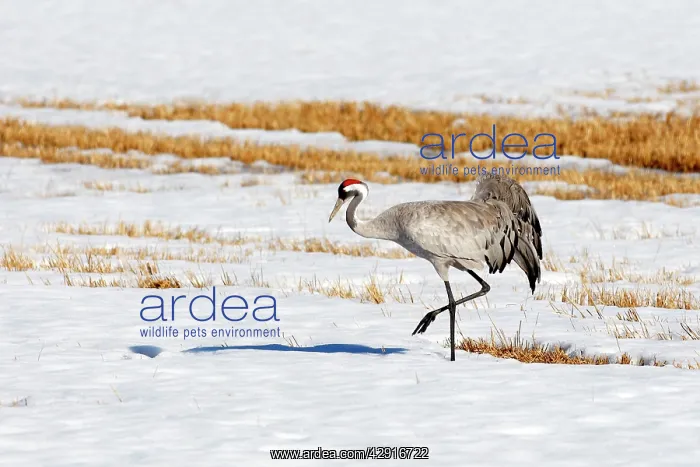 : Common Crane - in snow : Common Crane - in snow