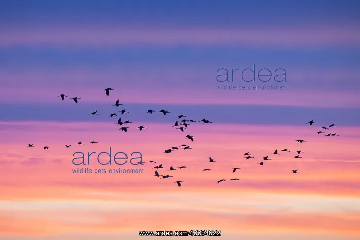 : Common Crane sunset : Common Crane sunset