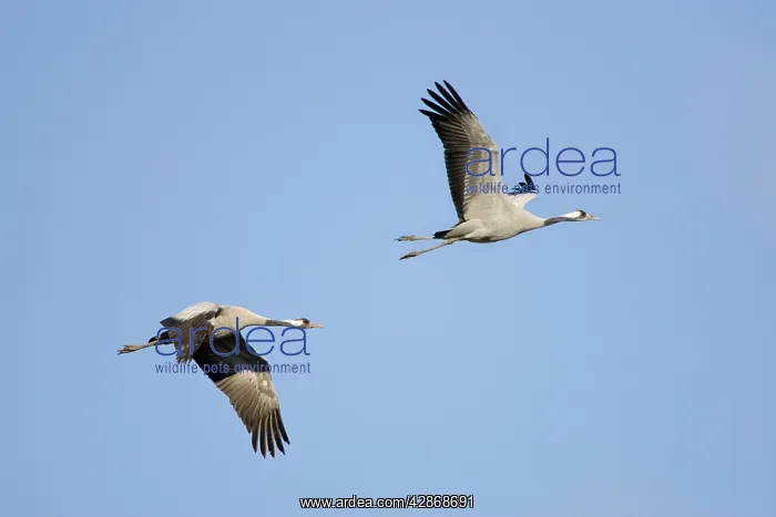 : Common Crane -Two birds flying : Common Crane -Two birds flying