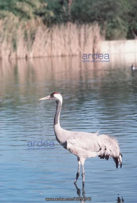  : Common CRANE - wading