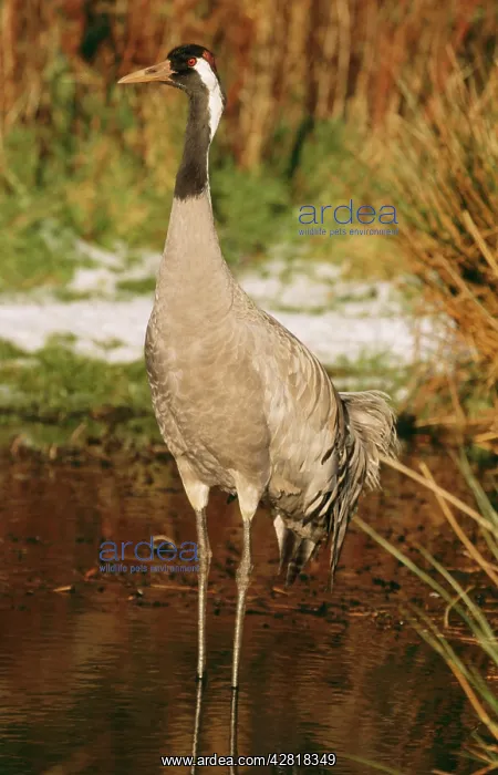 : Common CRANE - IN WATER : Common CRANE - IN WATER