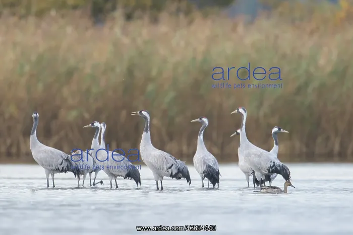  : Common Crane water