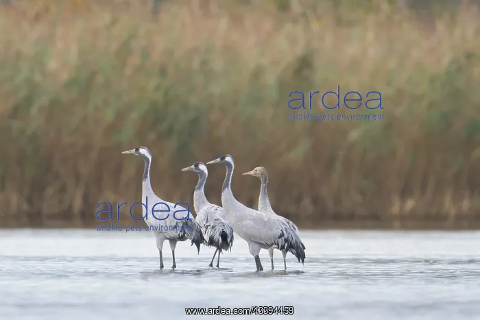 : Common Crane water : Common Crane water