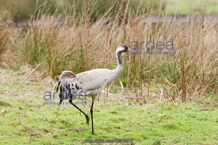 : Common Crane - young male : Common Crane - young male