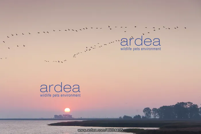: Common Cranes Bodden 39 Common Crane flock in flight sil : Common Cranes Bodden 39 Common Crane flock in flight sil