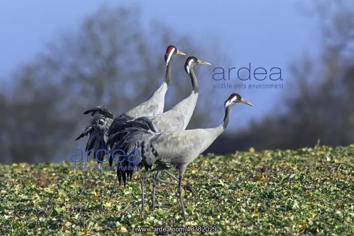 : Three common cranes, Eurasian crane (Grus grus) : Three common cranes, Eurasian crane (Grus grus)
