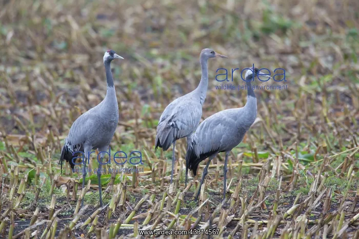 : Common Cranes - flock feeding on a harvested corn : Common Cranes - flock feeding on a harvested corn