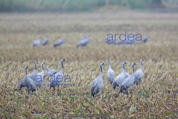 : Common Cranes - flock feeding on a harvested corn : Common Cranes - flock feeding on a harvested corn