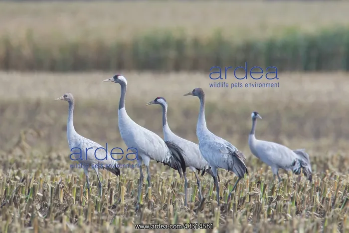 : Common Cranes - flock feeding on a harvested corn : Common Cranes - flock feeding on a harvested corn