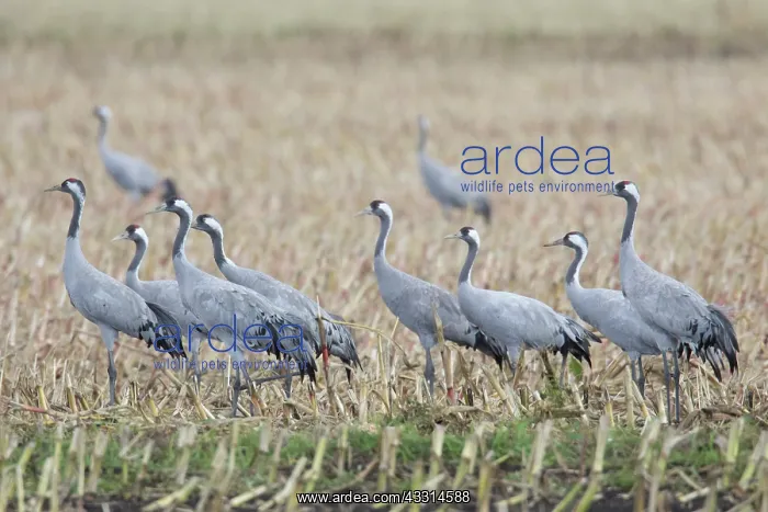 : Common Cranes - flock feeding on a harvested corn : Common Cranes - flock feeding on a harvested corn