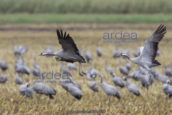 : Common Cranes - flock feeding on a harvested corn : Common Cranes - flock feeding on a harvested corn