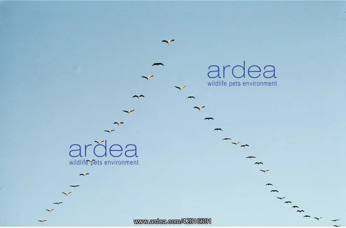 : Common CRANES - flying in v-fomation to roost at dusk : Common CRANES - flying in v-fomation to roost at dusk