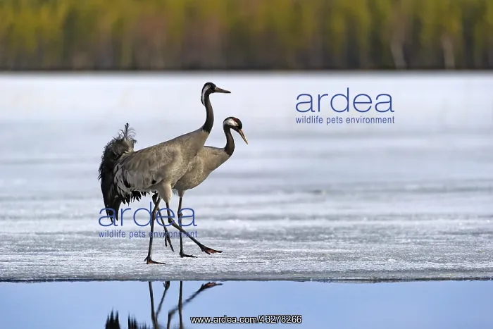  : Common Cranes (Grus grus) walking along a froze
