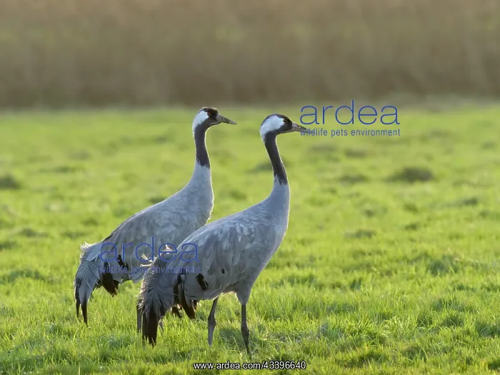 : Common Cranes on Norfolk grazing marsh : Common Cranes on Norfolk grazing marsh