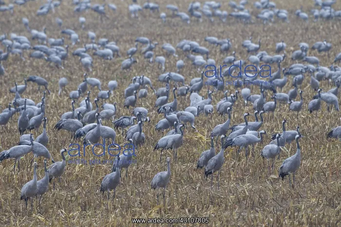  : Common Cranes - resting flock in autumn - Mecklenburg