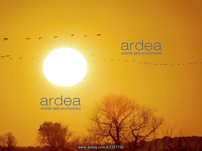 : Common cranes returning to their roosting place : Common cranes returning to their roosting place