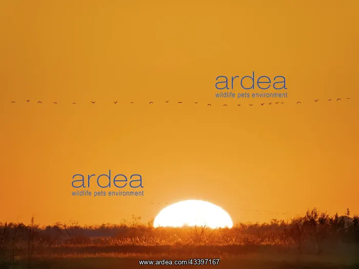 : Common cranes returning to their roosting place : Common cranes returning to their roosting place