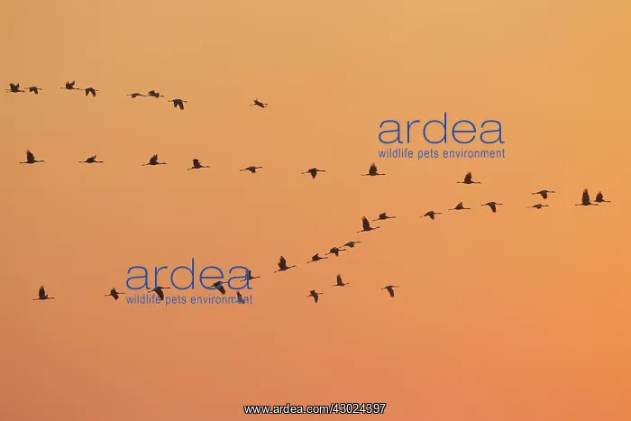 : Common Cranes sun Common Crane flock in flight at sunri : Common Cranes sun Common Crane flock in flight at sunri