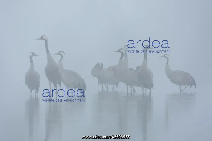 : Common Cranes water : Common Cranes water