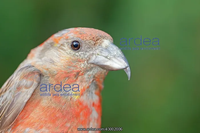 : Common Crossbill : Common Crossbill