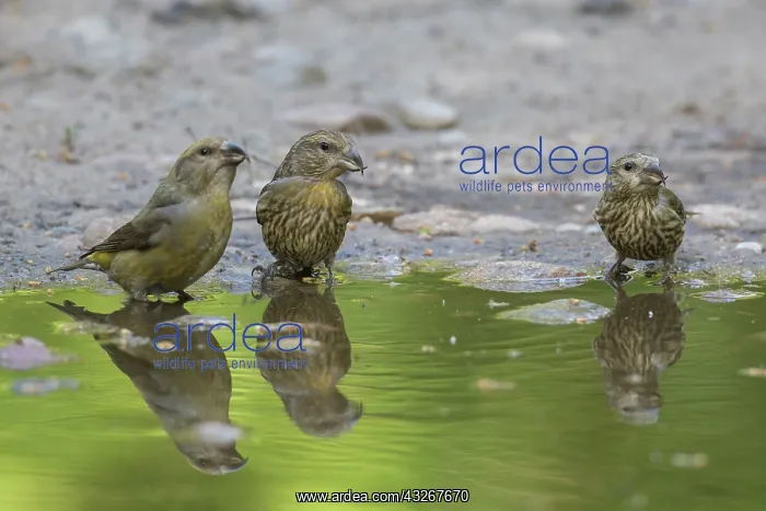 : Common Crossbill - adult female and juvenile birds : Common Crossbill - adult female and juvenile birds