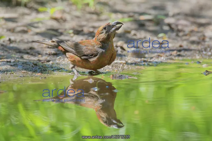 : Common Crossbill - adult male at water - Germany : Common Crossbill - adult male at water - Germany
