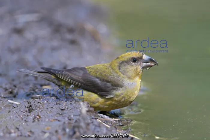 : Common Crossbill female : Common Crossbill female