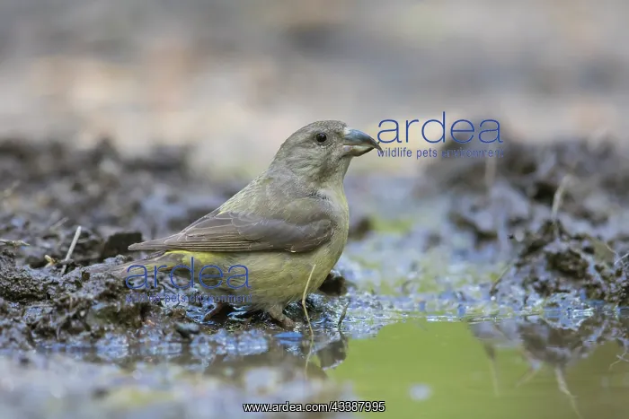 : Common Crossbill female : Common Crossbill female