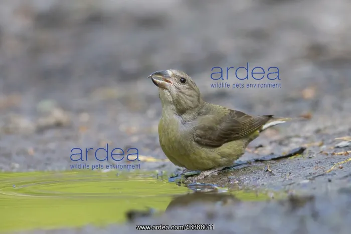 : Common Crossbill female : Common Crossbill female